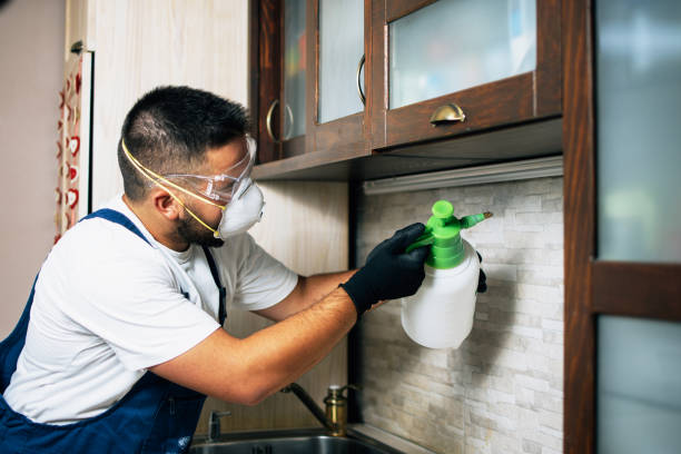 Best Wasp Removal Services  in Franklinton, LA