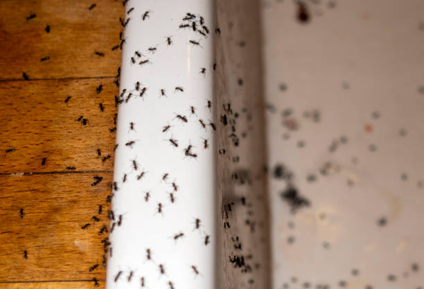 Spider Control Near Me in Franklinton, LA