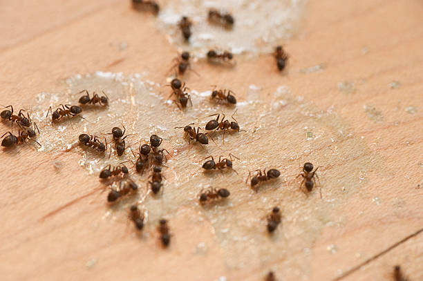 Wildlife Control Services in Franklinton, LA