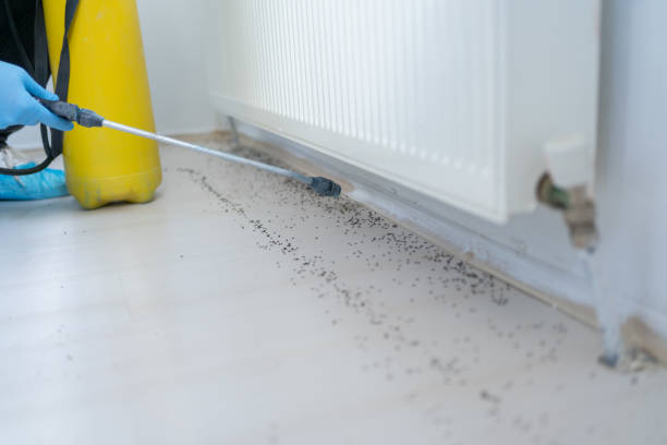 Best Cockroach Control Services  in Franklinton, LA